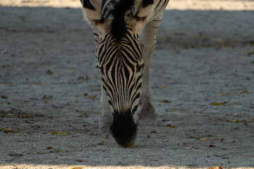 Zebra Grazing Zoo Enclosure; Daytime; Animal feeding behavior observed.