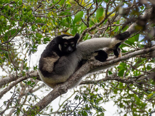 Indri (lemur, sifaka), Tropical forest jungle in Madagascar island