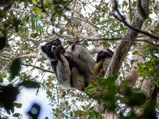 Indri (lemur, sifaka), Tropical forest jungle in Madagascar island
