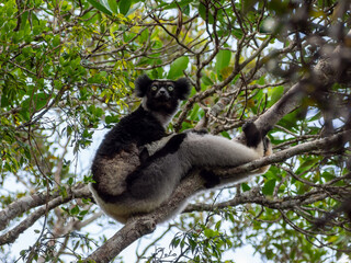 Indri (lemur, sifaka), Tropical forest jungle in Madagascar island