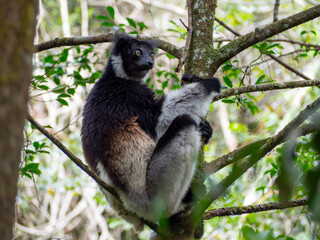 Indri (lemur, sifaka), Tropical forest jungle in Madagascar island