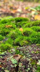 Tiny mushroom on the moss