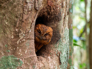 Madagascan Owl, Madagascar island tropical forest jungle owl