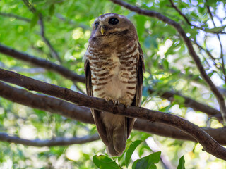 White-browed owl, Madagascar island tropical forest jungle owl