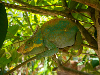 Parsons chameleon, Madagascar island tropical forest jungle chameleon