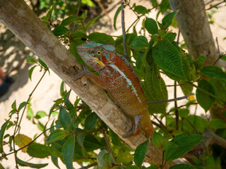 Parsons chameleon, Madagascar island tropical forest jungle chameleon