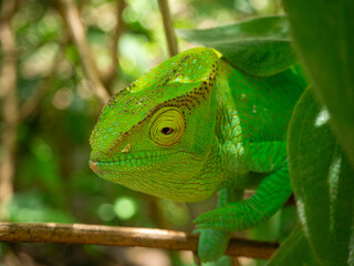 Parsons chameleon, Madagascar island tropical forest jungle chameleon