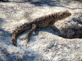 Madagascar spotted spiny-tailed iguana, Madagascar island tropical forest jungle lizard