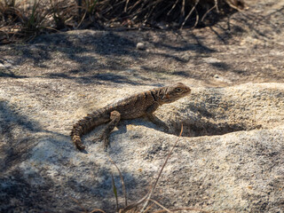 Madagascar spotted spiny-tailed iguana, Madagascar island tropical forest jungle lizard