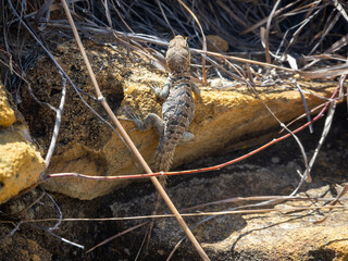 Madagascar spotted spiny-tailed iguana, Madagascar island tropical forest jungle lizard