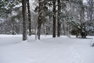 snow covered trees