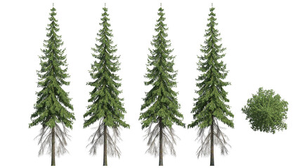 Obraz premium pine tree isolated on transparant background