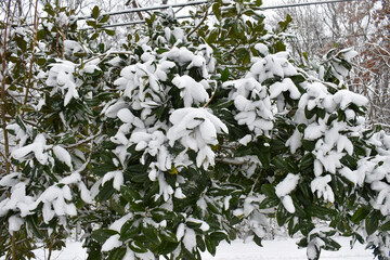 close up of snow on magnolia tree