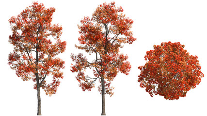 triden maple autumn isolated on transparant background