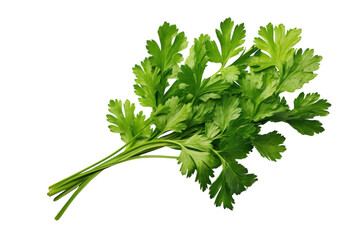Fresh green cilantro bundle displayed on a clean surface highlighting its vibrant leaves and stems for culinary use
