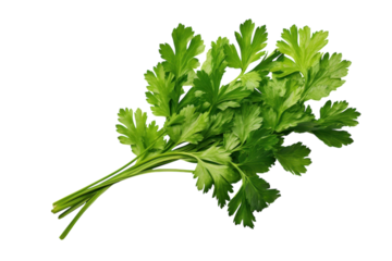 Fresh green cilantro bundle displayed on a clean surface highlighting its vibrant leaves and stems for culinary use