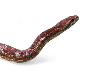 Red corn snake, Creamsicle Corn Snake (Elaphe guttata guttata) isolated on white background