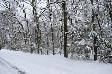 snow covered trees in the forest