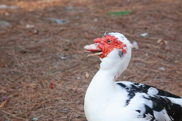 Black and white duck