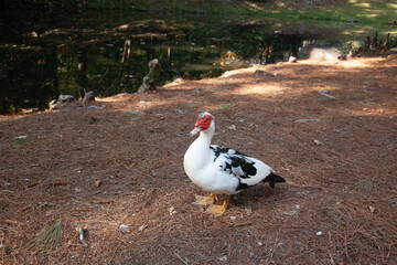 Black and white duck