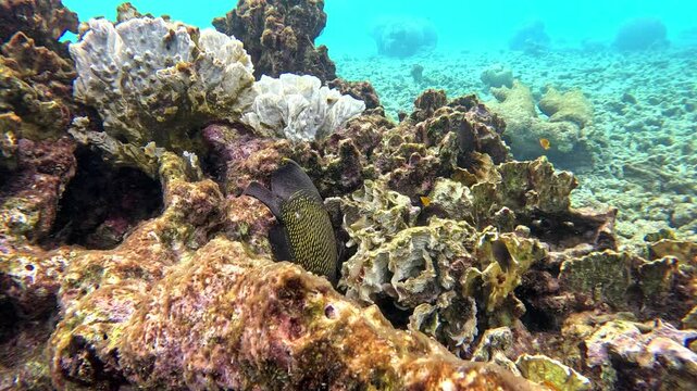 French Angelfish ( Pomacanthus paru) feeding in a coral reef in the Caribbean. Slow motion, 25 percent natural speed.
