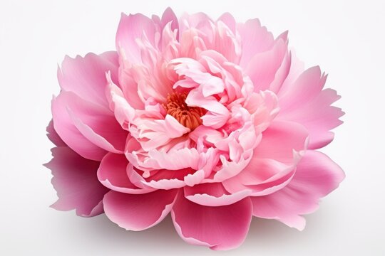 Bright pink peony flower blooms beautifully in spring, showcasing delicate petals and vibrant colors