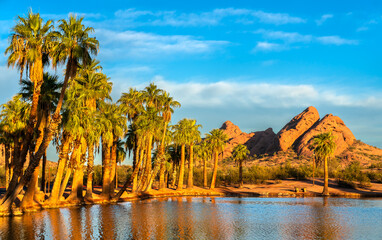 Palm Trees and Water Reflection at an Oasis Surrounded by Desert and Mountains in Papago Park,...
