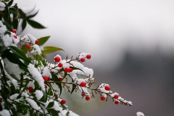 雪と赤い南天の実