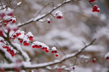 雪と赤い南天の実