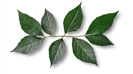 Fototapeta premium Symmetrical green leaves on white background displaying natural beauty