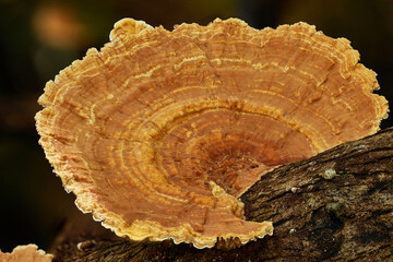 Magical and beautiful mushrooms from the forest.