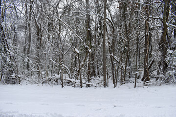 winter forest in the snow
