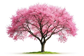 Fototapeta premium Isolated Sakura Cherry Tree Silhouette - AI Photo