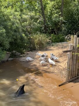 patos de rio