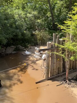 patos de rio
