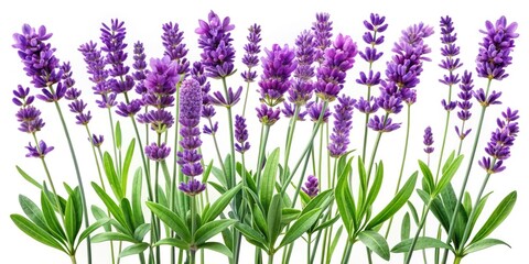 Obraz premium Lavender Flowers Panoramic Background Design Elements