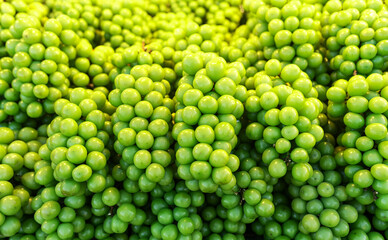 Fresh Shine Muscat Grapes Directly from the Farm in street food.