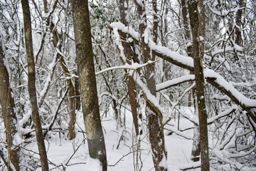 snow covered trees