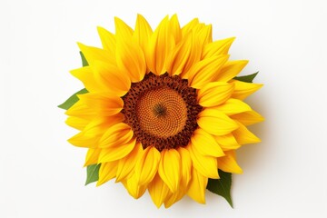 Fototapeta premium Vibrant sunflower blooming with bright yellow petals in a natural setting during a sunny day