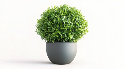 Green Plant in Gray Pot: A vibrant green plant thrives in a sleek, gray pot, creating a harmonious blend of nature and modern design.