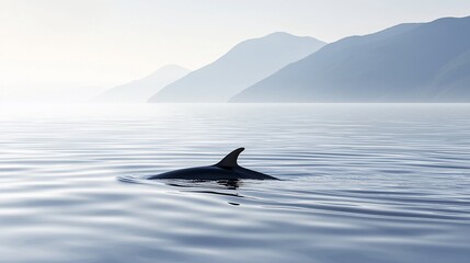 Fototapeta premium Orca fin in calm ocean with distant mountains.