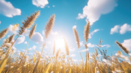 Golden Paddy Fields Swaying in the Gentle Wind Under a Bright Blue Sky with Soft, Natural Light Captured in a Wide-Angle View of Rural Farm Setting