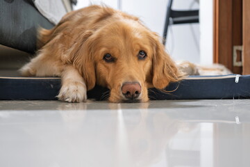 Close-Up of a Relaxed Golden Retriever Resting on Its Mattress Next to the Human Bed