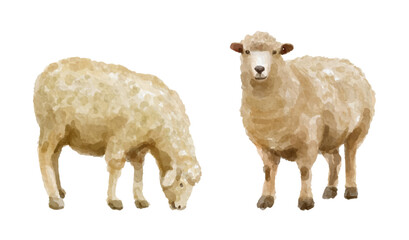 Watercolor set of sheep for logo, invitations and more