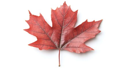 Single red maple leaf isolated on white.