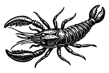 Beautiful Lobster vintage engraving illustration isolated on white background
