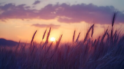 Golden Wheat Field at Sunset - Serene Countryside Landscape