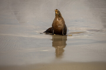 Aus­tralian sea lions (Neopho­ca cinerea) are part of a group known as ​‘eared’ seals. One of the rarest species in the world.