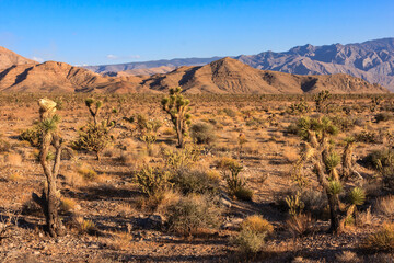 A desert landscape with a few trees and mountains in the background