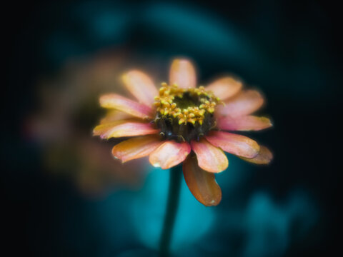 Orange flower macro
